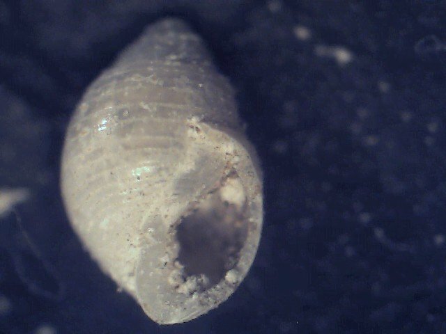 Liocarinus globilinus?